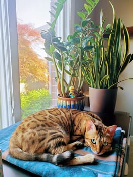 Tabby Bengal cat lounges on a blue towel by a window filled with indoor plants, in a cozy, sunlit Fort Wayne home, 2022