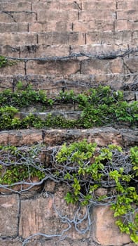 Vibrant green vines reclaim a weathered brick wall, showcasing urban decay and nature's resilience in daylight