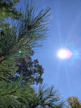 Sunlit pine needles against a clear blue sky in Muncie, Indiana, embodying tranquility and natural beauty