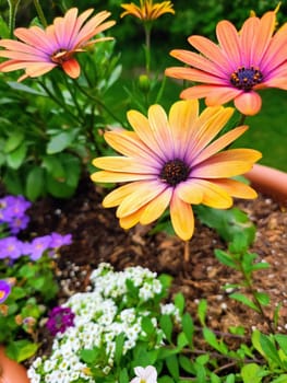 Vibrant close-up of African daisies in full bloom with bee, in a lush garden scene, Louisville, Kentucky, 2023