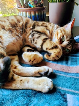 Bengal Cat Relaxing in Cozy Home Setting, Fort Wayne, Indiana - 2022