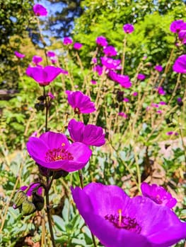 Vibrant fuchsia flowers in full bloom under bright midday sunlight in a lush garden, Oakland, California, 2023