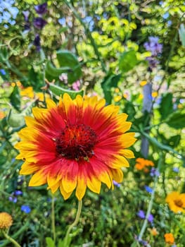 Vibrant close-up of a blooming red and yellow flower, illuminated by natural sunlight in a diverse Oakland, California garden, 2023