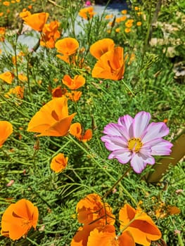 Vibrant orange poppies and standout pink cosmos in full bloom under sunny skies, captured in a wildflower garden in Oakland, California, 2023.