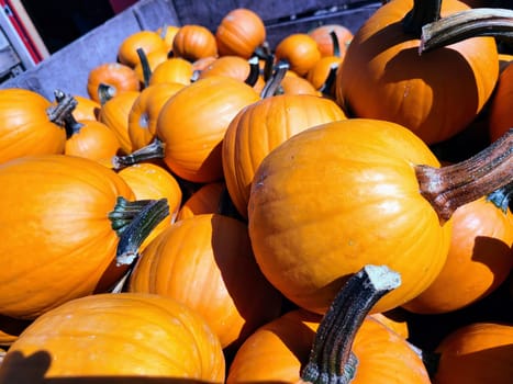 Vibrant orange pumpkins under bright daylight at a Fort Wayne market, Indiana, encapsulating the essence of autumn harvest and festivities.