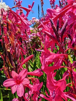 Vibrant pink flowers blooming under a bright blue sky in Fort Mason Community Garden, San Francisco, California during spring 2023