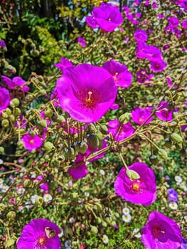 Vibrant spring bloom in Fort Mason Community Garden, San Francisco, featuring a close-up of bright pink flowers and lush greenery in 2023