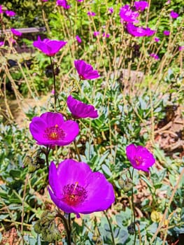 Bright Magenta Flowers in Full Bloom in a Sunny California Garden, 2023