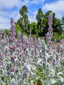 Lush garden in Oakland, California in 2023, featuring a vibrant sea of tall white and purple Stachys flowers under a partially cloudy sky