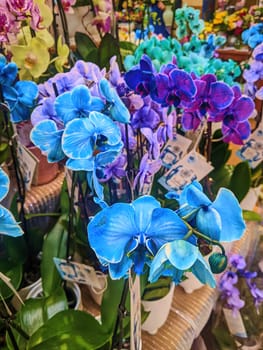 Vibrant Display of Blue and Purple Orchids in Fort Wayne, Indiana Flower Shop