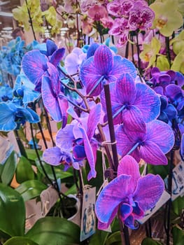 Vibrant display of blue and purple orchids in an indoor setting in Fort Wayne, Indiana, 2023, emphasizing natural beauty and exotic elegance.