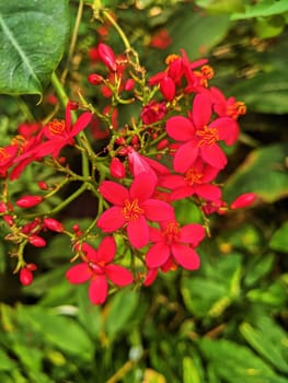 Vibrant red flowers in full bloom against lush green foliage, showcasing natural beauty and tranquility, captured in Fort Wayne, Indiana, 2023.