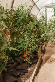 Tomatoes are hanging on a branch in the greenhouse. The concept of gardening and life in the country. A large greenhouse for growing homemade tomatoes