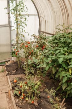 Tomatoes are hanging on a branch in the greenhouse. The concept of gardening and life in the country. A large greenhouse for growing homemade tomatoes