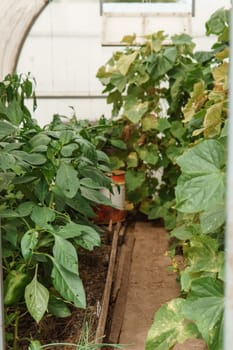 Cucumbers hang on a branch in the greenhouse. The concept of gardening and life in the country