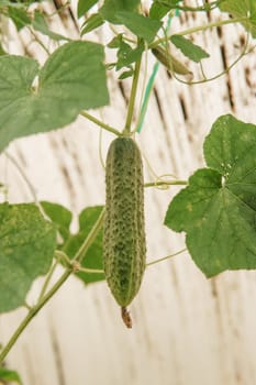 Cucumbers hang on a branch in the greenhouse. The concept of gardening and life in the country