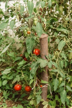 Tomatoes are hanging on a branch in the greenhouse. The concept of gardening and life in the country.