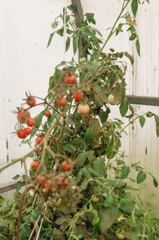 Tomatoes are hanging on a branch in the greenhouse. The concept of gardening and life in the country.