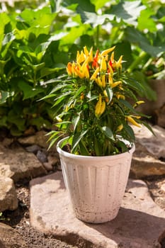 Growing pepper in a pot in the yard of a country house. Gardening and country life