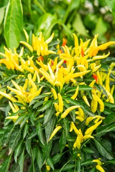 Growing pepper in a pot in the yard of a country house. Gardening and country life