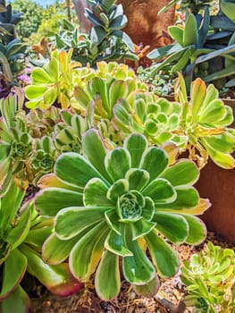 Sunny 2023 California Succulent Garden in Oakland, Showcasing Diverse Shapes, Sizes, and Vibrant Greens with Standout Rosette Plant