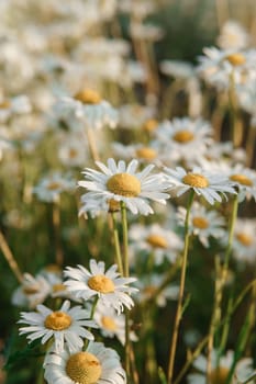 Chamomile flowers in close-up. A large field of flowering daisies. The concept of agriculture and the cultivation of useful medicinal herbs