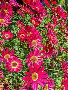 Vibrant Cluster of Pink and Red Daisies in Full Bloom at Fort Mason Community Garden, San Francisco, California, 2023