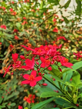 Tropical Red Blooms in Full Glory, Captured in a Lush Garden, Fort Wayne, Indiana, 2023