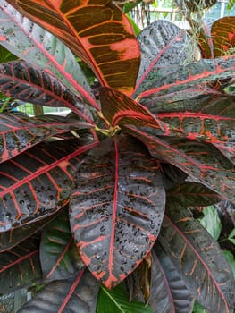 Lush Tropical Plant with Rain-Kissed Leaves in Muncie, Indiana