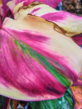 Close-up of Vibrant Tropical Leaf in Fort Wayne, Indiana - A Study in Natural Patterns and Colors