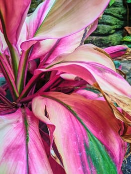 Vibrant close-up of pink and green tropical leaves with water droplets, in a lush botanical setting in Fort Wayne, Indiana, 2023