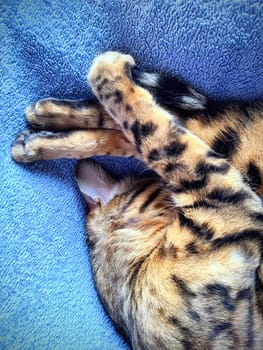 Bengal Cat Asleep on Plush Blue Blanket, Capturing Cozy Domestic Bliss in Fort Wayne, Indiana, 2023