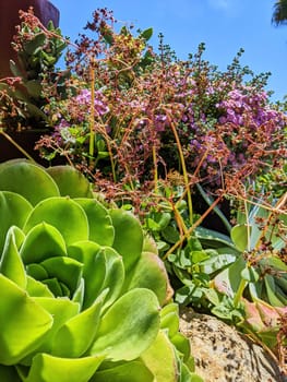 Sunny day view of a vibrant Echeveria succulent, surrounded by purple flowers in a lush garden in Oakland, California, 2023 - symbolizing resilience and sustainable gardening.