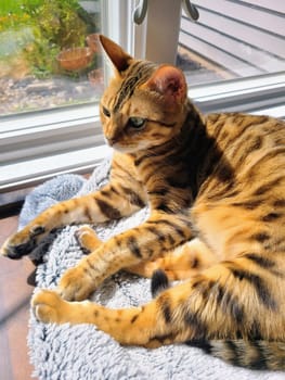 Sunlit Domestic Cat Relaxing on Cozy Blanket in Suburban Home, Fort Wayne, Indiana, 2023