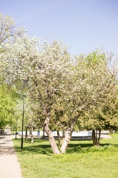 An apple tree in a blooming park, the general plan.Blooming branches of an apple tree with white flowers, a background of spring nature.