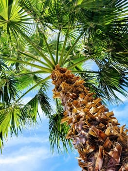 Sunlit palm tree in Pahrump, Nevada, 2022 - A vibrant tropical escape featuring rugged trunk, green fronds, and a clear blue sky.