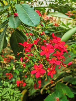 Vibrant Jatropha flowers in full bloom amid green foliage in Fort Wayne, Indiana, 2023, showcasing nature's beauty and growth.