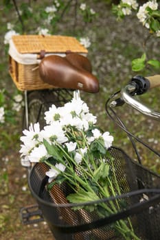 A beautiful retro bike with a wicker basket stands next to a blooming apple tree in the park