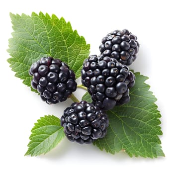 A cluster of Boysenberries, a type of seedless fruit closely related to blackberries, with green leaves, symbolizing natural foods and staple food, set against a white background