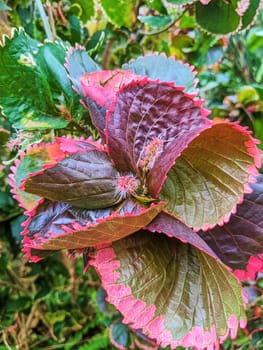 Close-up of vibrant purple leaf with neon pink veins in lush garden, Fort Wayne, Indiana, symbolizing natural beauty and vitality