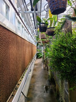 Lush Greenhouse Interior at Muncie Botanical Gardens, Indiana, 2023 - A Vibrant Sanctuary for Plant Growth and Nurturing