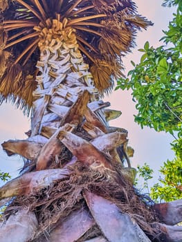 Upward View of a Majestic Palm Tree Amidst Green Foliage Under a Twilight Sky in Oakland, California, 2023