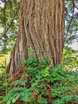 Majestic Redwood Tree and Ferns in Oakland Garden, California - A Display of Nature's Strength and Cycle of Life