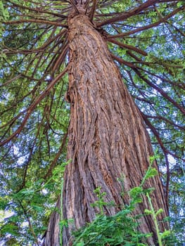 Majestic Redwood Tree in Oakland Garden, California - Showcasing Rich Bark Texture, New Growth and Verdant Canopy, 2023