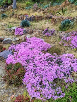 Vibrant rock garden with purple flowers and succulents at San Francisco's Conservatory of Flowers, 2023