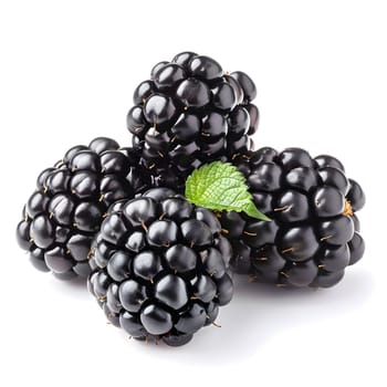 a bunch of blackberries with a green leaf on a white background . High quality