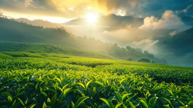 Serene green tea fields at sunrise, misty mountains in the background. Generative AI.