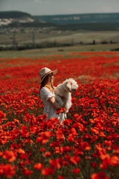 Field of poppies woman dog. Happy woman in a white dress and hat stand with her back through a blooming field of poppy with a white dog. Field of blooming poppies