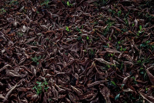 Dry leaves. Colorful autumn fallen leaves