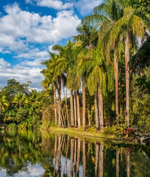 Peaceful lakeside with reflective waters and soaring palm trees under a clear sunny sky.